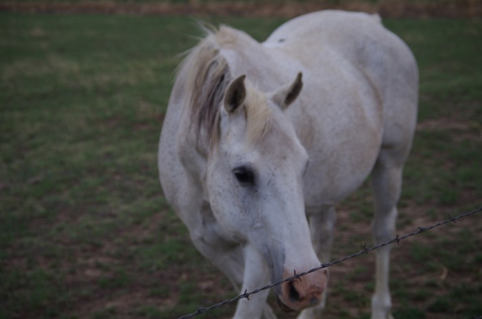 Close-up of our buddy Mystery!