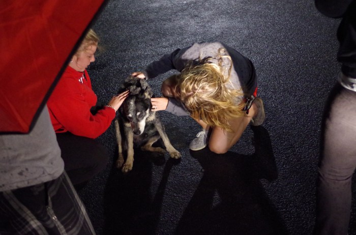 The lost and scared dog that ran away from home during the storm.